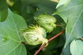 Cotton leaves