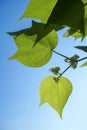 Cotton leaves