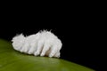 Cotton like worm: Woollyworm