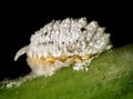 Cotton mealybug, Phenacoccus solenopsis