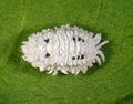 Cotton mealybug, Phenacoccus solenopsis