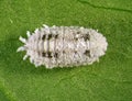 Cotton mealybug