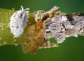 Cotton mealybug, Phenacoccus solenopsis and its natural enemy, lacewing