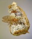 Cotton mealybug, Phenacoccus solenopsis and its natural enemy, lacewing