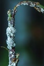 Cotton mealybug, Solenopsis mealybug, Phenacoccus solenopsis Tinsley Hemiptera, Coccomorpha, Pseudococcidae