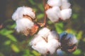 Cotton in nature Royalty Free Stock Photo