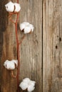 Cotton organic plant buds closeup wooden background