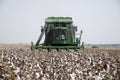 Cotton picker Royalty Free Stock Photo