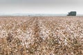 Cotton picker harvesting a field in Komotini, Greece