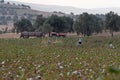 Cotton picker at work in Turkey