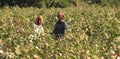 Cotton pickers