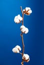 Cotton plant