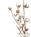 Cotton plant