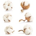 Cotton plant