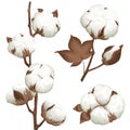 Cotton Plant Boll Realistic Set Royalty Free Stock Photo