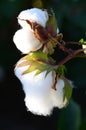 Cotton Plant with 2 Bolls  Closeup Backlit by the Warm Summer Sun Royalty Free Stock Photo