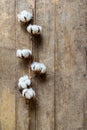 Cotton plant branch on wooden board background Royalty Free Stock Photo
