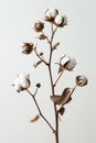 Cotton plant branch with open bolls on a neutral background