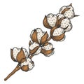 Cotton plant branchline art sketch vector