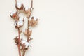 Cotton plant buds over ivory background with space for your text. Royalty Free Stock Photo