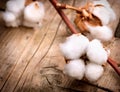 Cotton plant buds over wood Royalty Free Stock Photo