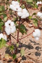 White Cotton Plant Buds