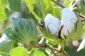 Cotton Plant Closeup Backlit by the Warm Summer Sun Royalty Free Stock Photo