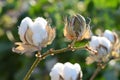 Cotton Plant Closeup Backlit by the Warm Summer Sun Royalty Free Stock Photo