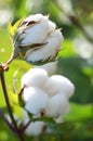 Cotton Plant Closeup Royalty Free Stock Photo