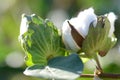 Cotton Plant Closeup with Details for Bolls Royalty Free Stock Photo