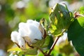 Cotton Plant Closeup with multiple Bolls Royalty Free Stock Photo