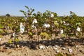 Cotton plant closeup under sunlight Royalty Free Stock Photo