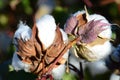 Cotton Plant Closeup in the Warn Sun Royalty Free Stock Photo