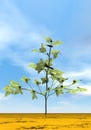 Cotton plant - 3D render Royalty Free Stock Photo