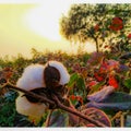 A cotton plant. In farm. Sunset time Royalty Free Stock Photo