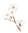 Cotton plant flower isolated