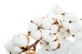 Cotton plant flower isolated on white background