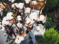 Cotton Plant Flower Natural Organic