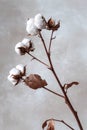 Cotton Plant with Fluffy White Cotton Bolls Against a Soft Background