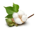 Cotton plant and green cotton boll with leaf isolated Royalty Free Stock Photo