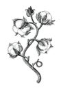 Cotton plant hand drawing vintage engraving style isotale on white background