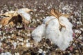 Cotton Plant Ready to Harvest Royalty Free Stock Photo