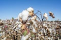 Cotton Plant Ready to Harvest Royalty Free Stock Photo