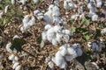 Cotton Plant Ready to Harvest Royalty Free Stock Photo