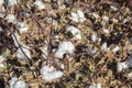 Cotton Plant Ready to Harvest Royalty Free Stock Photo