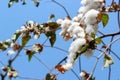 cotton plant ready to harvest white field Royalty Free Stock Photo