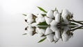 Cotton plant reflection on soft white background conveys purity Royalty Free Stock Photo