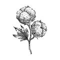 cotton plant sketch hand drawn vector Royalty Free Stock Photo