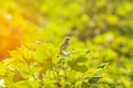 cotton plant on song birds,top view of small song birds Royalty Free Stock Photo