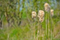 Cotton plant in spring Royalty Free Stock Photo